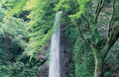 養老の滝