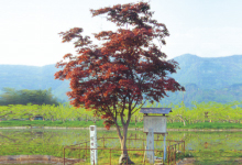 野村モミジ
