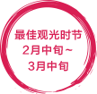 見ごろ2月中旬〜3月中旬