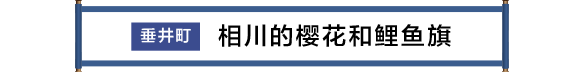 垂井市 相川の桜と鯉のぼり