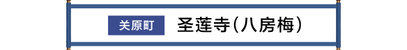 関ケ原町 聖蓮寺（八房の梅）