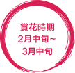 見ごろ2月中旬〜3月中旬