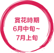 見ごろ6月中旬〜7月上旬