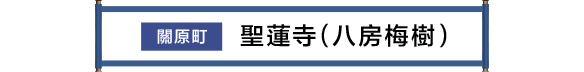 関ケ原町 聖蓮寺（八房の梅）