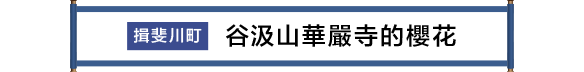 揖斐川町 谷汲山華厳寺門前の桜