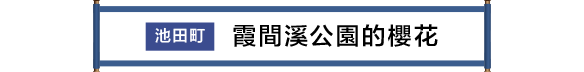 池田町 霞間ヶ渓公園の桜