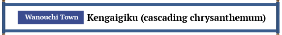 輪之内町 けんがい菊