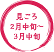 見ごろ2月中旬〜3月中旬