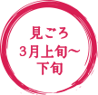 見ごろ3月上旬〜3月下旬