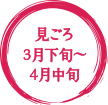 見ごろ3月下旬〜4月上旬