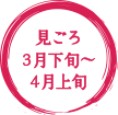 見ごろ3月下旬〜4月上旬