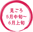 見ごろ5月中旬〜6月上旬