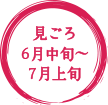 見ごろ6月中旬〜7月上旬