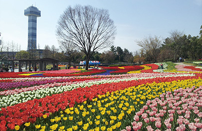 木曽三川公園センターのチューリップの写真