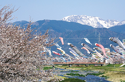 相川の桜と鯉のぼりの写真