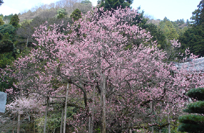 聖蓮寺（八房の梅）の写真