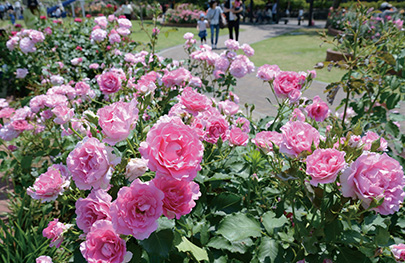 ばら公園いこいの広場の写真