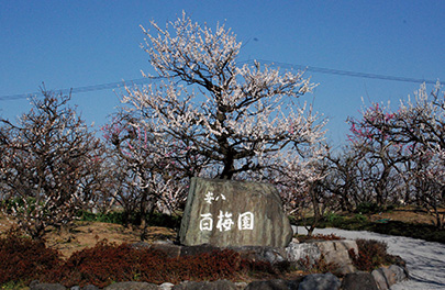 安八百梅園の写真