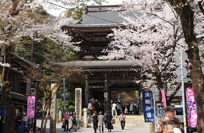 谷汲山華厳寺門前の桜の写真