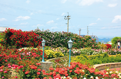 大野町バラ公園の写真