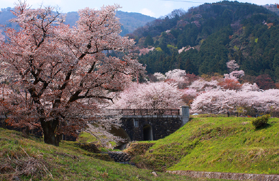霞間ヶ渓公園の桜の写真