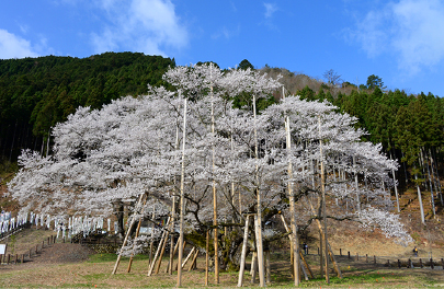 淡墨桜の写真
