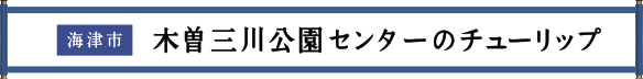 海津市 木曽三川公園センターのチューリップ