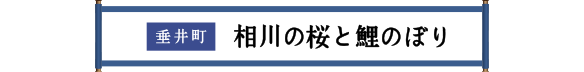 垂井市 相川の桜と鯉のぼり