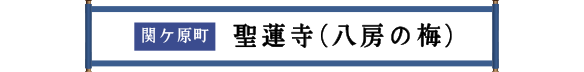 関ケ原町 聖蓮寺（八房の梅）