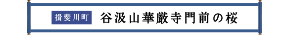 揖斐川町 谷汲山華厳寺門前の桜