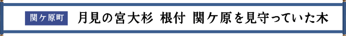 関ケ原町 月見の宮大杉 根付 関ケ原を見守っていた木　