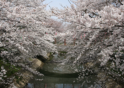 中須川千本桜の写真