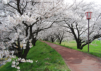 輪中堤の桜の写真
