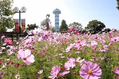 秋の花物語