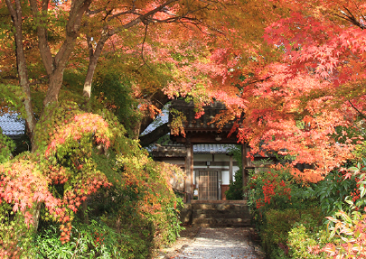 円興寺（紅葉）の写真