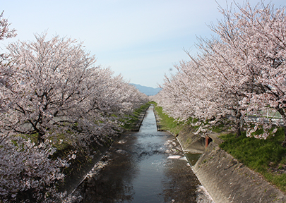 花田川沿いの桜並木の写真