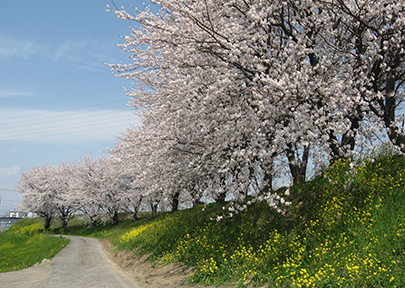 本戸輪中堤の桜の写真