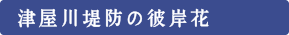 津屋川堤防の彼岸花