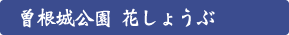 曽根城公園 花しょうぶ