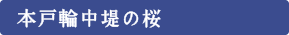 本戸輪中堤の桜