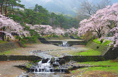 เมืองโยโร ซากุระที่สวนโยโร