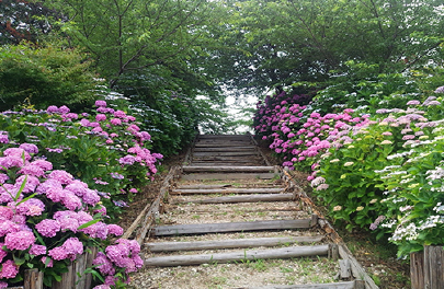 เมืองวาโนอุจิ  ดอกอาจิไซ (ไฮเดรนเยีย) ที่ ฮงโดะวาจิวเทอิ