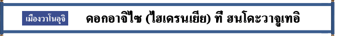 เมืองวาโนอุจิ  ดอกอาจิไซ (ไฮเดรนเยีย) ที่ ฮงโดะวาจิวเทอิ