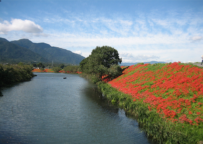 ดอกฮิกังบานะ(ดอก เรด สไปเดอร์ ลิลลี่) ที่ริมตลิ่งแม่น้ำทซึยะ