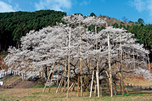 淡墨公園