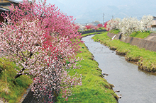 桂川沿い