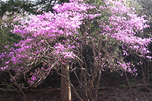 養老公園