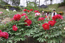かみいしづ緑の村公園