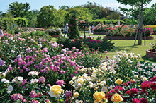 ばら公園いこいの広場