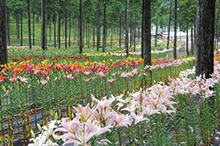 谷汲ゆり園